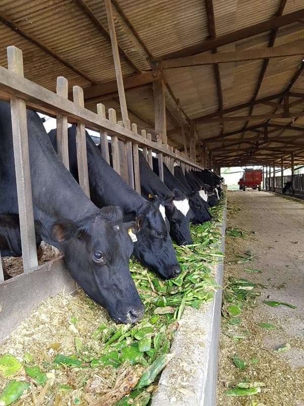 Cattle eating cactus fodder — circular agriculture